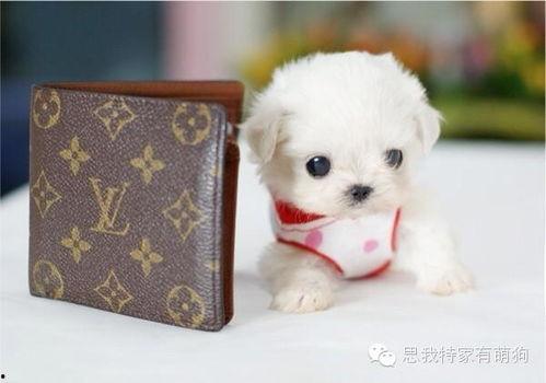 娱乐吃瓜酱埋狗,揭秘娱乐圈背后的“埋狗”真相
