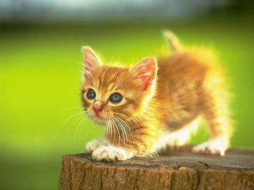 娱乐吃瓜茶小猫,揭秘茶小猫的瓜界传奇