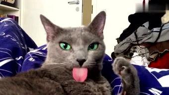 娱乐吃瓜猫咪视频大全,猫咪吃瓜视频大盘点