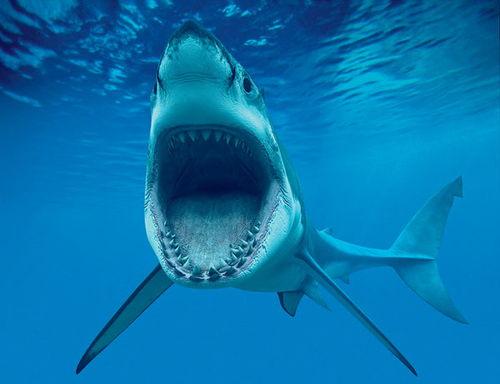 娱乐吃瓜酱鲨鱼视频下载,揭秘鲨鱼视频下载背后的秘密